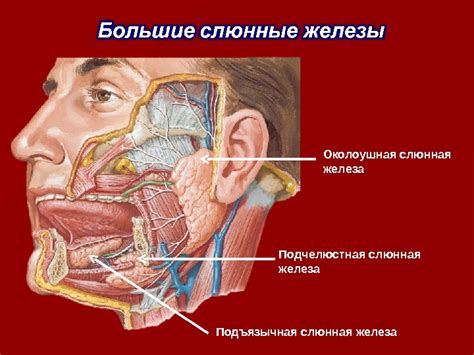 Воспаление слюнной железы справа на шее под ухом