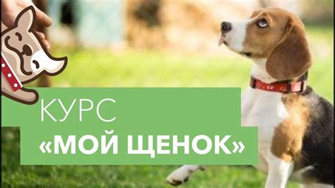 Воспитание и дрессировка щенка: