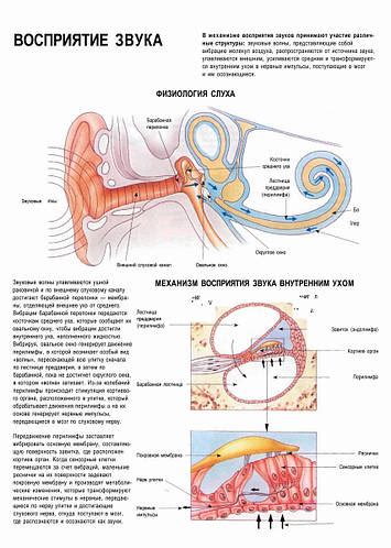 Восприятие звука