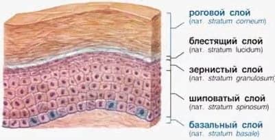 Восстановление липидного слоя кожи лица