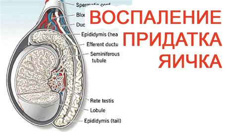 Восстановление после воспаления яичка