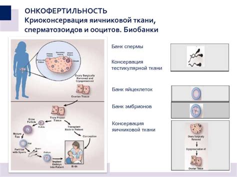 Восстановление яйцеклеток: современные методы и безопасность