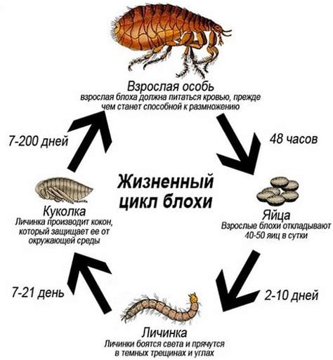 Вред, причиняемый блохами и клещами