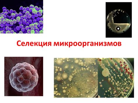 Вредные микроорганизмы и грибы