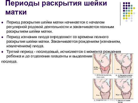 Временные рамки раскрытия шейки матки