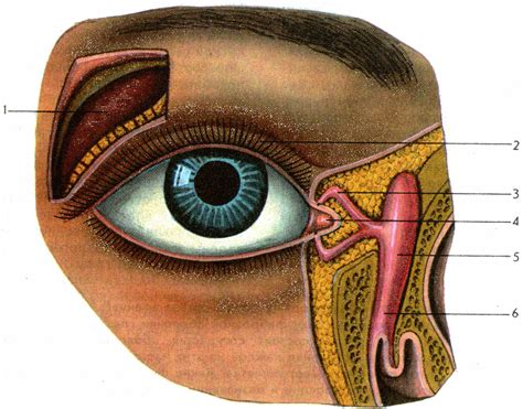 Вспомогательные органы глаза