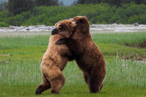 Второй вариант: brown bear