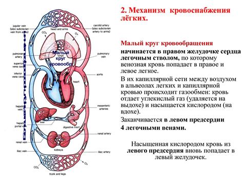 Второй круг кровообращения: происхождение и значение