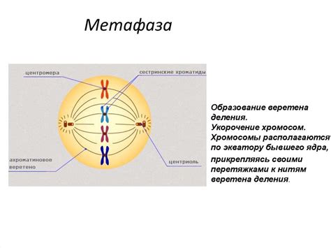 Второй этап митоза: метафаза