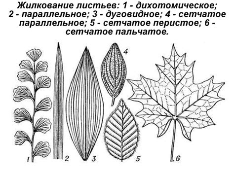 Выберите форму листа ели