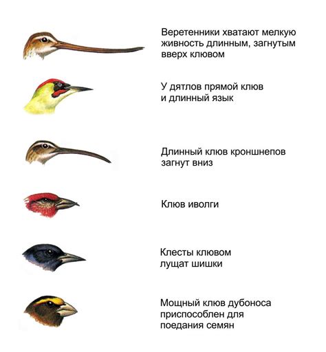 Выбор видов птицы