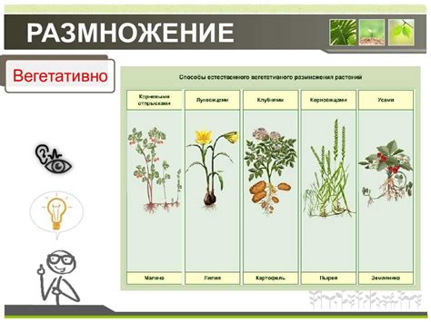 Выбор здоровых стеблей