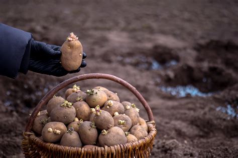 Выбор и обработка риса