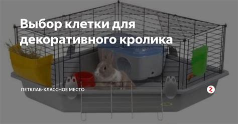 Выбор клетки для кролика