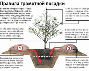 Выбор культур для осенней посадки на Кубани