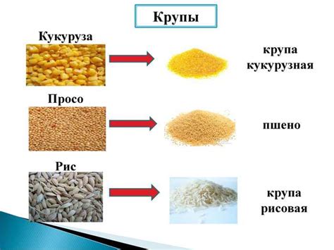 Выбор между пшеничной и пшенной крупой