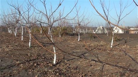 Выбор места для посадки саженца грецкого ореха