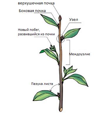 Выбор основных растений