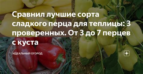 Выбор подходящего сорта роз