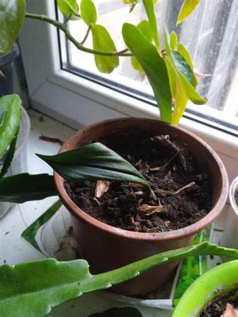 Выбор подходящей почвы для Schlumbergera