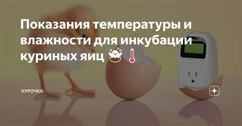 Выбор подходящей температуры для инкубации яиц