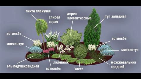 Выбор правильного места для размещения растений