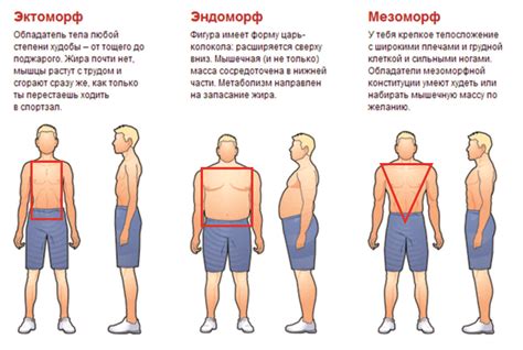 Выбор пропорций тела