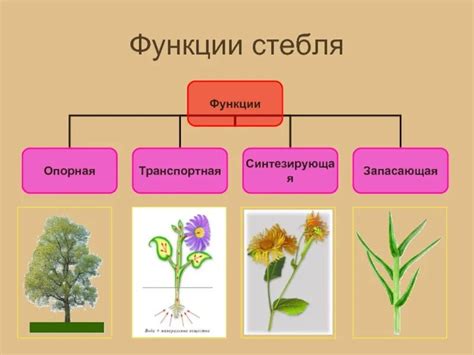 Выбор пуха и стебля