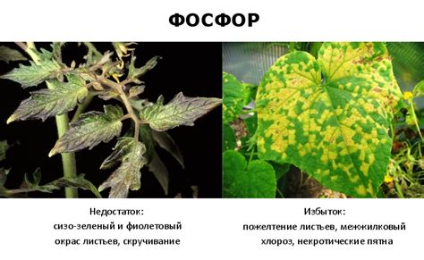 Выбор растений, устойчивых к дефициту фосфора