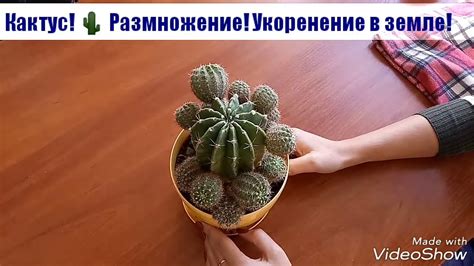 Выбор растения для размножения