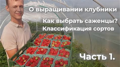 Выбор сортов клубники для увеличения урожайности