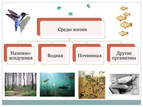 Выбор среды обитания для хищной птицы