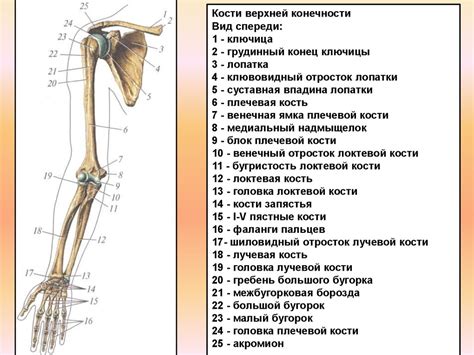 Выделение верхней конечности и когтей