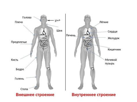 Выделение основных частей тела