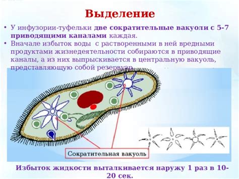 Выделение цвета у инфузории: причины и механизмы