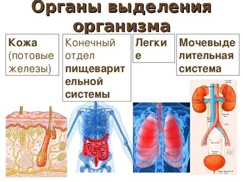 Выделительная система: тайны фильтрации и очищения организма