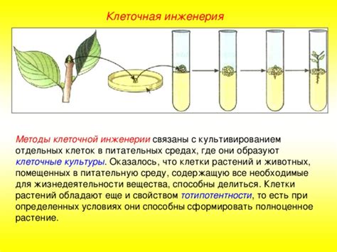 Выращивание и разведение определенных растений и животных