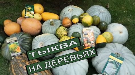 Выращивание тыквы: секреты успешного ухода