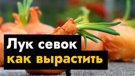 Выращивание шелковицы в горшке