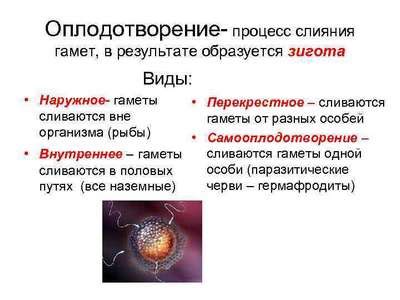 Гаметы и процесс оплодотворения