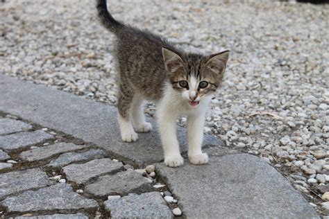 Где искать котенка на улице