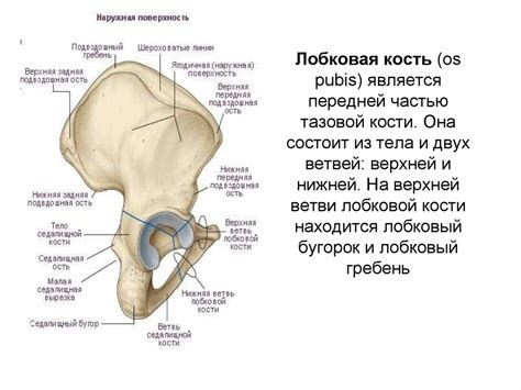 Где находится лобок у мужчин