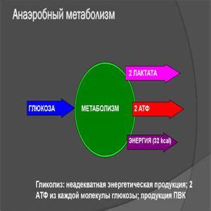 Где хранится энергия в организме