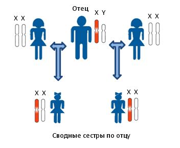 Генеалогические тесты: как использовать для определения родства