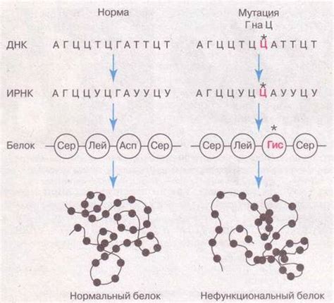 Генетическая вариабельность: мутации и рекомбинация генетического материала