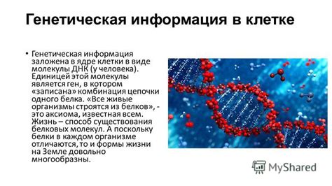 Генетическая информация - сокровищница клетки