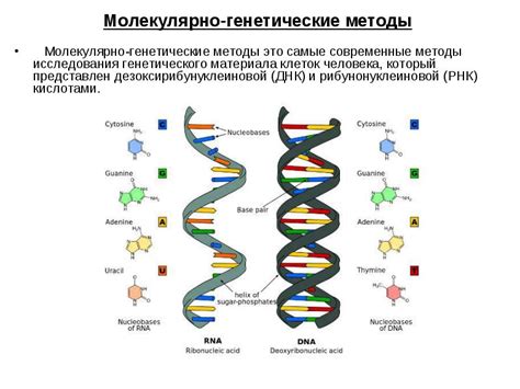 Генетические вариации и их значимость