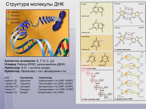 Генетические методы исследования