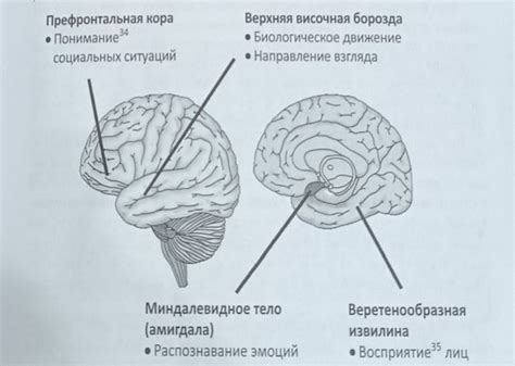 Генетические факторы, влияющие на асимметрию головного мозга