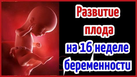 Генетический анализ плода на 16 неделе